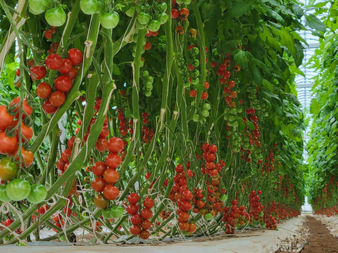 お日様えくぼ🍅千葉県産ミニトマト150g×24P