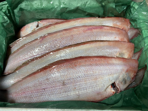 大阪泉佐野産　アカシタビラメ（2ｋｇ）煮つけ、唐揚げなどにおススメ！！