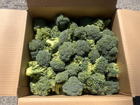 洗って茹でるだけ！特別栽培ブロッコリー