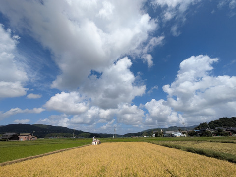 栽培期間中農薬不使用!! 京丹後産『コシヒカリ』玄米4.5kg