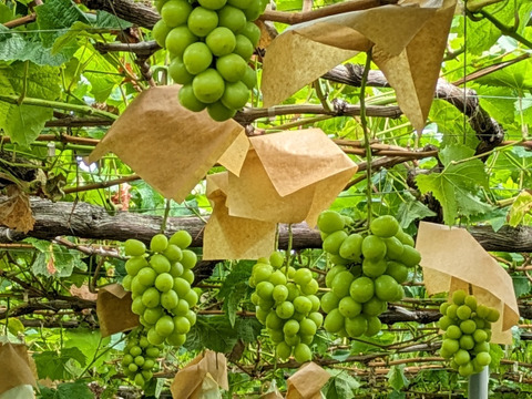 赤と緑の競演【プレミアムギフト】コトピー＆シャインマスカット合計2房　化粧箱入　※長野県認証/特別栽培相当（信州の環境にやさしい農産物認証50）