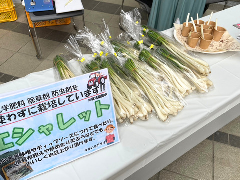 エシャレット（若採りらっきょう）シャキシャキ食感 味噌つけてそのまま丸かじり茨城県産 30本束（農薬・化学肥料・除草剤・防虫剤不使用）