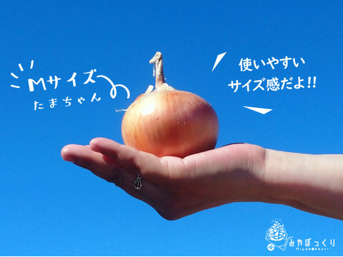 《ベジフェス》夏野菜達のお祭りin淡路島 -60サイズ-