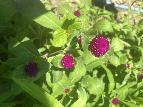 【25本】Fresh！朝に収穫で新鮮。強いあめ玉のような「千日紅」。