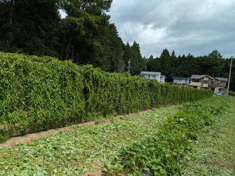 しゃきしゃきの「信州産長芋」(ご家庭用・5㌔入)