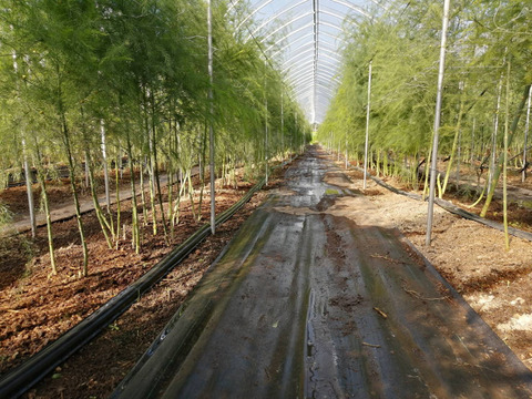 【峯村農園直送】朝採れ新鮮！春アスパラ、訳ありＢ級品約1.2㎏(M～2Lサイズ）