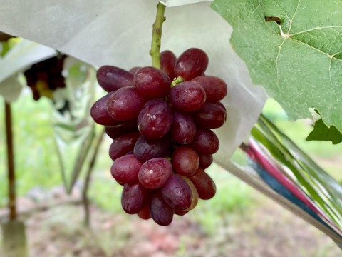 魅惑の甘さのレア品種「クイーンセブン」約1kg〜山梨生まれ、山梨育ち〜