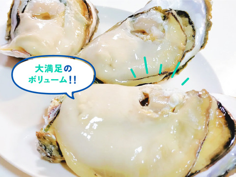 【最旬！父の日に！】超特大！クリーミーが止まらない岩牡蠣(3kg入) 島根町野井産