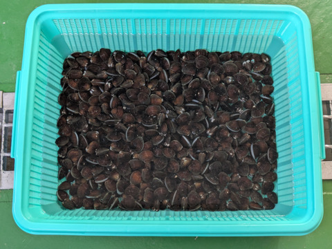 『とれたて新鮮』十三湖産大和しじみ　中サイズ500ｇ×2Ｐ