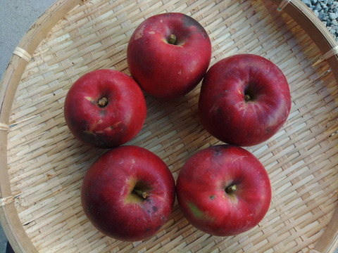 【自然栽培】【数量限定】酸味と甘みのバランスが美味しい！皮ごと食べられる紅玉リンゴ（1㎏）（5～6個）