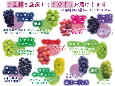 花笑み農園　岡山の10月おすすめブドウ2種食べ比べ　1kg【10/1～順次発送】2M-1L