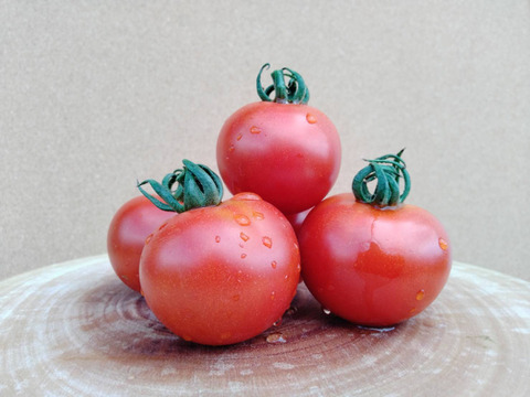 大玉トマトとミニトマトのいいとこ取り！シンディ1kg