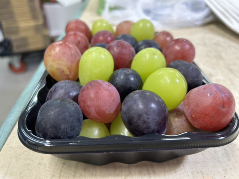 まるせい果樹園のぶどう3色MIX　「食べ比べ」　摘みっぱ　パック詰め　1ｋ　自家用　家庭用　ぶどうの実のみ ob5「粒売り」