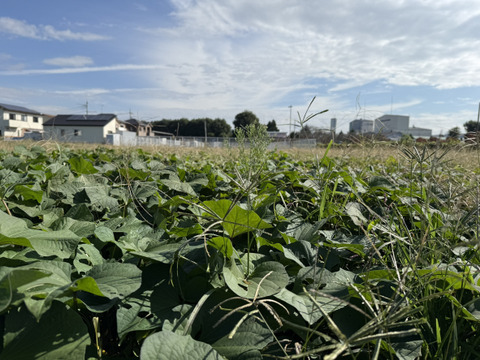 干し芋「おいもの秘蜜」130g×3袋セット