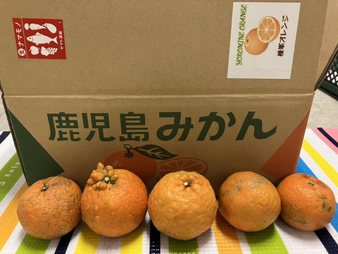 鹿児島県産「訳ありたんかん」※シミ、黒ずみ多数あります。中身は変わらず美味しい！