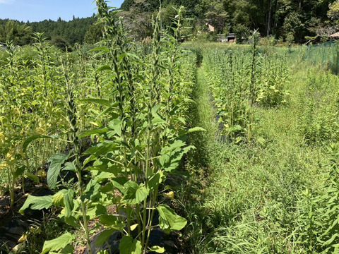 【金ごま】（生・洗いごま・未焙煎）100g×5p　農薬不使用・化学肥料不使用　令和７年　岐阜県産【クリックポスト発送】