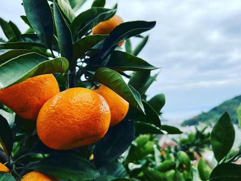 年末年始にお楽しみください！！　早出し☆青島みかん（5㎏）