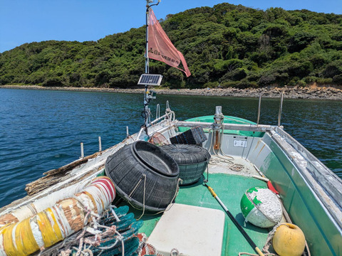 【中～大サイズ】天然赤（メガイ）アワビ1000ｇ