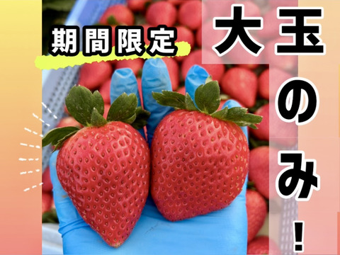 あまあま！とちあいか🍓大玉パック！