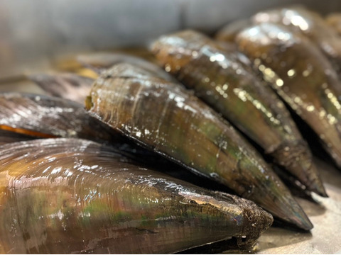 愛知日間賀島産‼︎今ガ旬の貝，これがダントツでおすすめ‼︎《漁師直送で平貝》6枚入り
確実に朝採れた個体を活かし発送‼︎
~活きて届く感動を食卓へ~