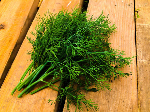 里山の自然栽培ハーブ ディル Dill お試し限定100g 茨城県産 食べチョク 農家 漁師の産直ネット通販 旬の食材を生産者直送