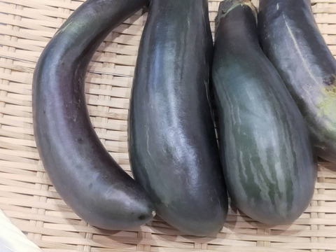 しまトラ♪なす（ふわとろ長）2Kg