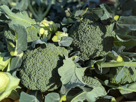 ぶろまねセット（ブロッコリー５個＆ロマネスコ２個）