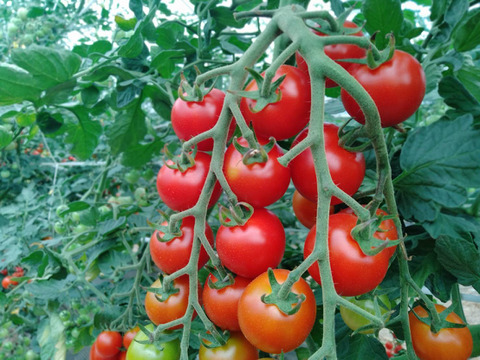 新品種！しっかりとした食感！甘味と酸味！「276」1kg