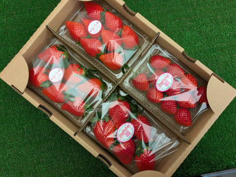 食べくらべ！採れたて完熟「とちおとめ 260g✕2パック」・「やよいひめ 260g✕2パック」