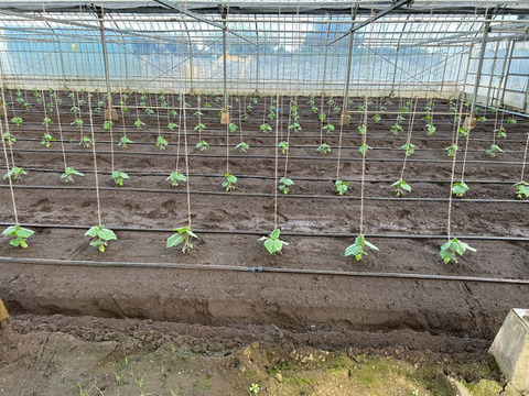 【ギフト用🎁】"おいしい水分補給"で熱中症対策 『湧水きゅうり』｜等級：秀｜1kg（箱重量込）：約6本