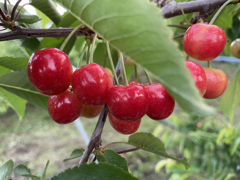 ★山形さくらんぼの産地東根市より初夏の味わい★～朝摘み～のもぎたて★さくらんぼ★佐藤錦★　ご家庭用　約１ｋｇ　ご家族でいかがですか？