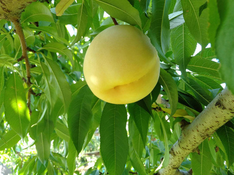 【黄金桃】当園オリジナルシャトーブリアン桃1本の樹からわずか3%しか取れない超希少な幻の桃6個～【職人手作り桃の樹箱付き】