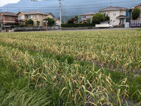 自然栽培国産ニンニク1キロ