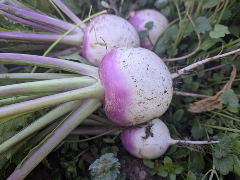 2026年　お正月お迎え野菜セット