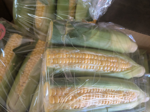 ✨️お得！！✨️１０本入り✨️先端カット🌽　✨️
お得なお値段設定の訳は　

規格外の理由を
必ずご確認くださいませ