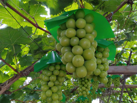 岡山県産シャインマスカット贈答用800ｇ前後一房