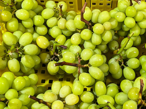 【特別栽培相当長野県認証】訳あり完熟シャインマスカット2.5kg規格外※長野県認証/特別栽培同基準（信州の環境にやさしい農産物認証50）