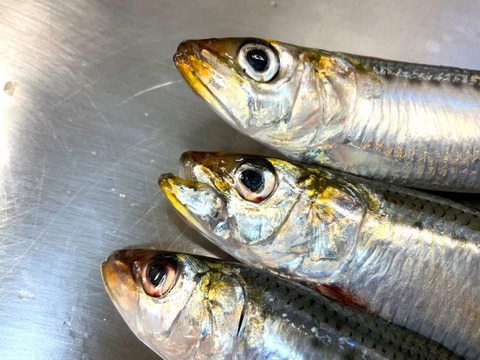 【2週間の奇跡】宝鰯/体脂肪質20～30％/小羽10匹×/330~400g【冷凍】