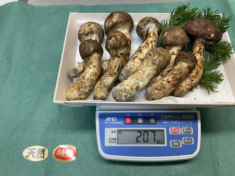 【秋の味覚の王様】松茸/マツタケ/まつたけ/純国産/ほぼつぼみ/207g【特上】【最短当日発送】