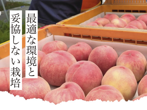 【2026年予約早割】初夏を彩る桃 品種はおまかせ！朝採りした桃をその日に発送します！