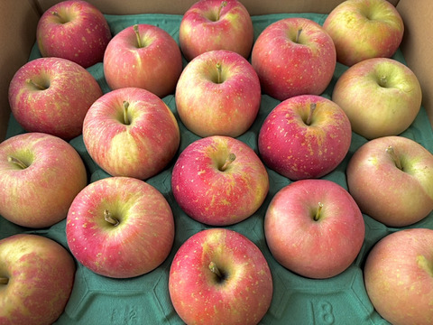 【訳あり】青森県産りんご 葉取らずふじ10kg