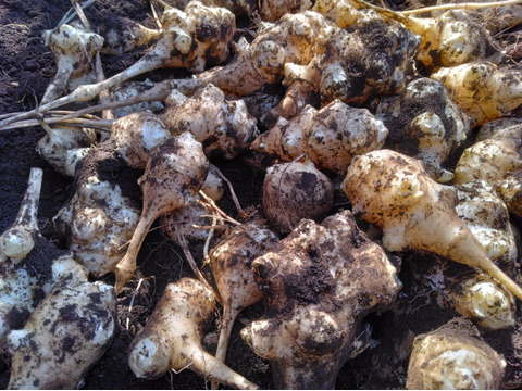 1kg⭐️スーパーフード⭐️菊芋⭐️《OPENセール！特価！》