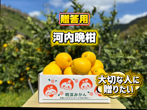 🍊今が旬！！🍊【御贈答用】　7.0㎏　天晴晩柑！（河内晩柑）
