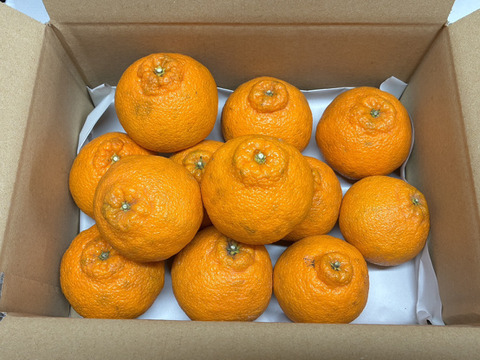 甘くてジューシー！『広島県産しらぬい』3kg（12個前後）