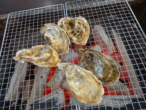 糸島のぶりん参上！糸島真牡蠣5キロ！12月予約販売！