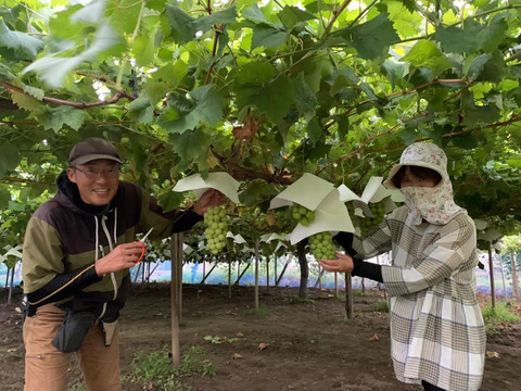 『ご褒美シャイン』シャインマスカット房1kg