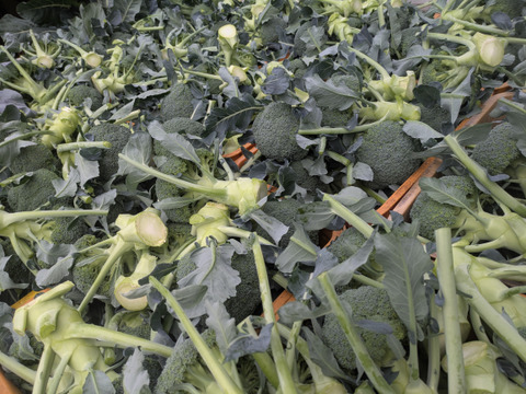 ぶろまねセット（ブロッコリー５個＆ロマネスコ２個）