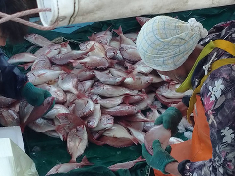 【夏ギフト】【簡単おかず】糸島鯛の簡単おかずシリーズ‼️
鯛煮付け、塩焼き、カルパッチョ、鯛漬けが、時短で魚が食卓に！