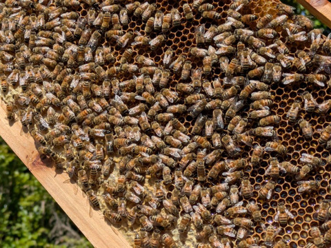 【非加熱・純粋はちみつ】2025年度知多半島産　初夏の百花蜜(150g)