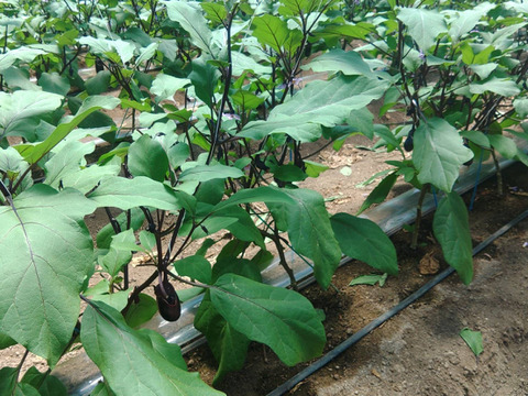 新鮮　朝採れ茄子　1.8ｋｇ　高知県産